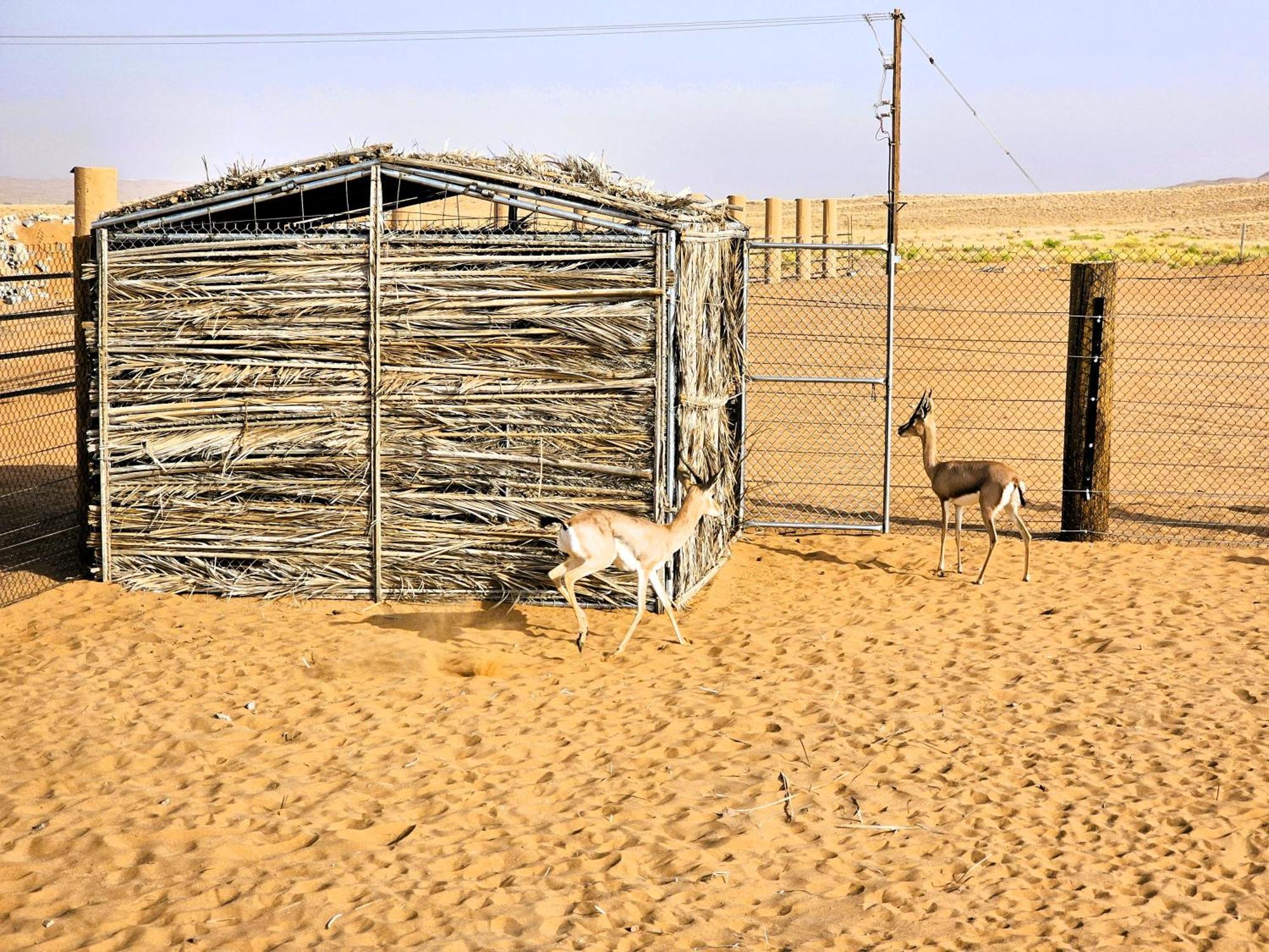 Hotel Al Salam Desert Camp Badīyah Zewnętrze zdjęcie